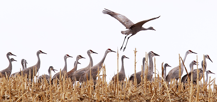 The cranes are back